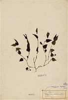 藏品(野蕎麥(尼泊爾蓼))的圖片